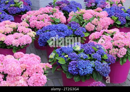 Plantes Hydrangea macrophylla dans des seaux violets Banque D'Images