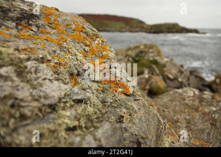 Lichen orange poussant sur des rochers surplombant le Sound et le veau de Man, île de Man Banque D'Images