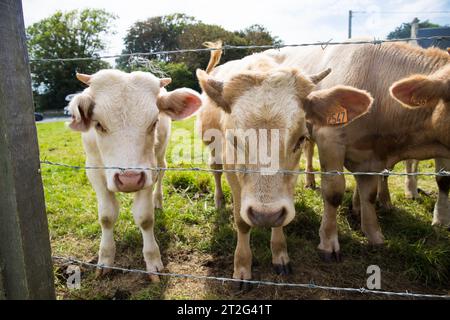 Brown Jersey race des vaches et des veaux regardant à travers le fil barbelé depuis le pâturage. Normandie, France. Banque D'Images