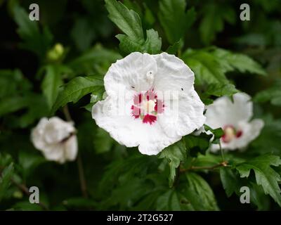 Hibiscus syriacus 'Red Heart' Banque D'Images