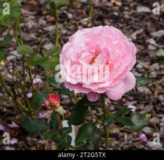 Rosa Audrey Wilcox Banque D'Images