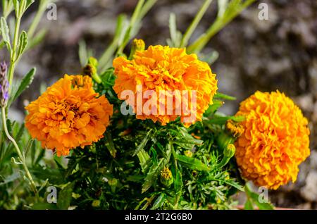 Belles fleurs de Marigold jaune et orange offrent Nice Blossom dans le jardin. Vue rapprochée de Tagetes également connu sous le nom de Marigold africain. Banque D'Images