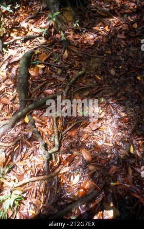 Rainforest Floor montrant des feuilles et des racines d'arbres près d'Argyle Falls Tobago Banque D'Images