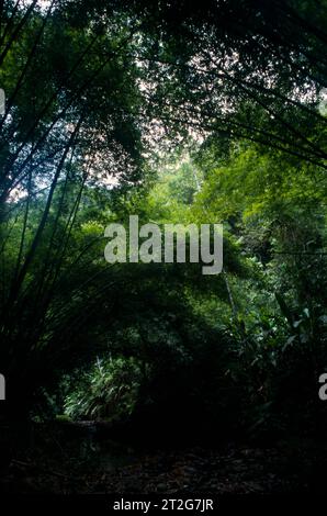 Tobago Rainforest chemin de Chute d'Argyll Banque D'Images