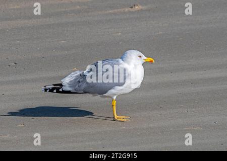 Goéland à pattes jaunes (Larus michahellis / Larus argentatus michaellis) adulte se reposant sur une plage de sable le long de la côte de la mer du Nord en automne Banque D'Images