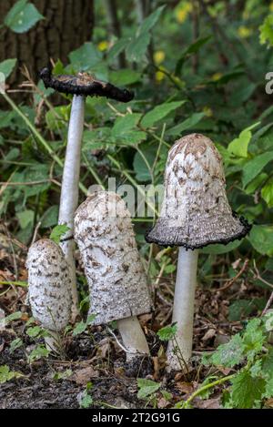 Bouchon d'encre Shaggy / perruque d'avocat / crinière Shaggy (Coprinus comatus) montrant différents stades de croissance dans la forêt en automne / automne Banque D'Images