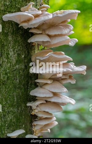 Huître indienne / huître italienne / champignons phénix / huître pulmonaire (Pleurotus pneumonarius) champignons sur tronc de feuillus dans la forêt en automne / automne Banque D'Images