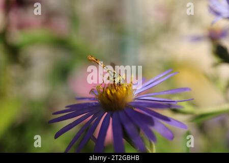 Sphaerophore notée --- Syrphe porte-plume (Sphaerophoria scripta) Sphaerophoria scripta sur une fleur ou une plante non identifiée Banque D'Images