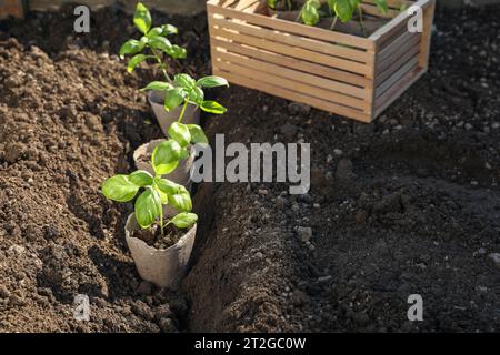 Belles semis dans des pots de tourbe sur le sol à l'extérieur Banque D'Images