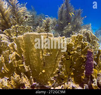 Les coraux de feu, Millepora sont un genre d'hydrocalaux coloniaux.Family Milleporidae. Banque D'Images