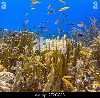 Les coraux de feu, Millepora sont un genre d'hydrocalaux coloniaux.Family Milleporidae. Banque D'Images