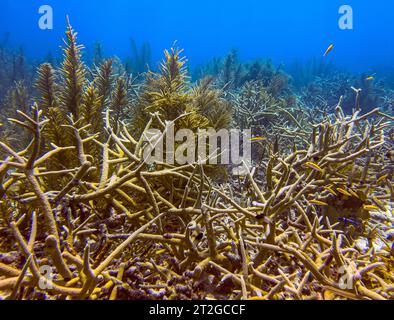Corail corbeau, Acropora cervicornis est un corail pierreux ramifié Banque D'Images