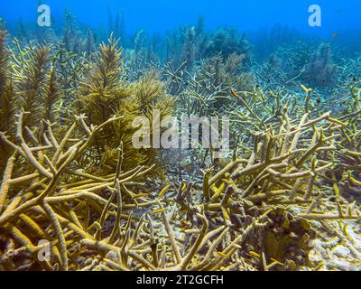 Corail corbeau, Acropora cervicornis est un corail pierreux ramifié Banque D'Images
