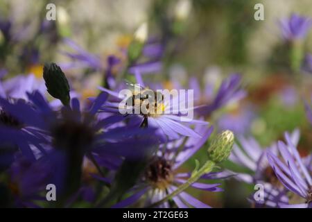 Eristalis arbustorum (Eristalis arbustorum) sur une fleur ou une plante non identifiée Banque D'Images