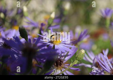 Eristalis arbustorum (Eristalis arbustorum) sur une fleur ou une plante non identifiée Banque D'Images