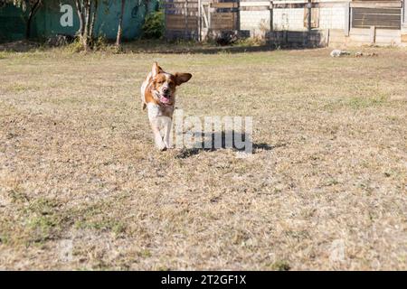 Brittany ePanel Portrait breton de chien en orange et blanc français posant avec la langue traînant et se reposant, courant, allongé dans le champ en été. Britt Banque D'Images