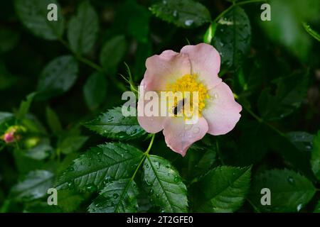 fleur de rose joliment florissante après la pluie Banque D'Images