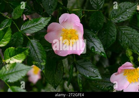 fleur de rose joliment florissante après la pluie Banque D'Images