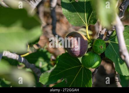 les figues mûrissent sur un arbre sur l'île de Chypre Banque D'Images