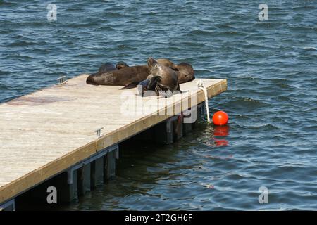 Groupe d'otaries à fourrure du Cap, en latin, Arctocephalus pusillus pusillus, couché et bronzé sur une jetée en bois. Banque D'Images