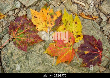 Une collection de feuilles multicolores tombées sur les rochers sur le sol dans la vue en gros plan de la forêt en automne Banque D'Images