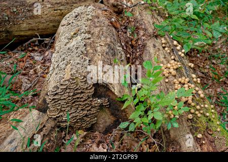 Champignon de queue de dinde couvrant une bûche coupée et une autre bûche pleine de champignons ronds ensemble couchés sur le sol de la forêt à l'ombre dans la vie verticale d'automne Banque D'Images