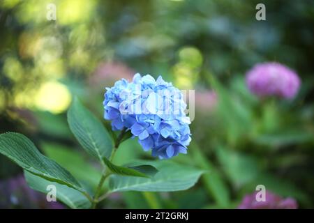 Fleurs d'hortensia bleu dans le jardin sur fond flou. Banque D'Images