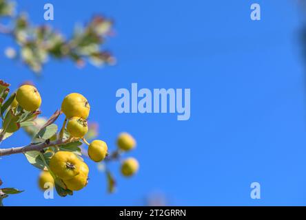 pommes de paradis sur une branche contre le ciel bleu 1 Banque D'Images