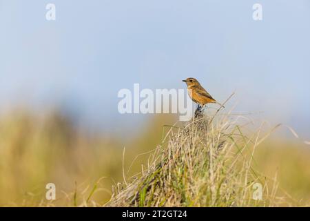 Stonechat européen Saxicola rubicola, femelle adulte perchée sur une tussock d'herbe, Suffolk, Angleterre, octobre Banque D'Images