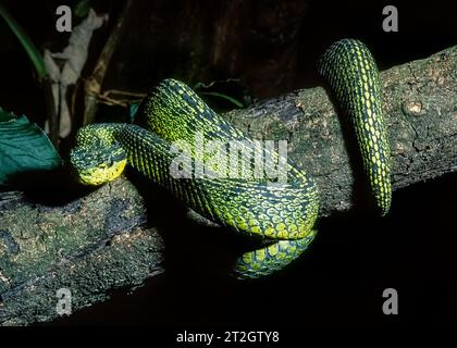 Vipère de palmier à taches noires (Bothriechis nigroviridis), Costa Rica Banque D'Images