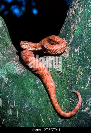 Bothriechis schlegelii viper (cils), Costa Rica Banque D'Images