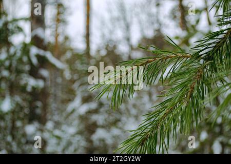 Aiguilles vertes d'une branche de pin gros plan dans une forêt d'hiver Banque D'Images