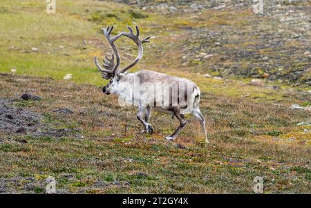 Renne mâle à Svalbard près de Longyearbyen Banque D'Images