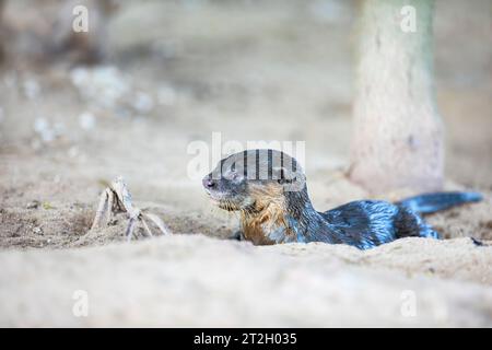 Un petit loutre enduit lisse repose à l'extérieur de l'entrée de sa rive holt sous un pont, Singapour Banque D'Images