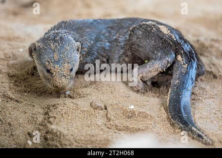 Un petit loutre enduit lisse repose à l'extérieur de l'entrée de sa rive holt sous un pont, Singapour Banque D'Images