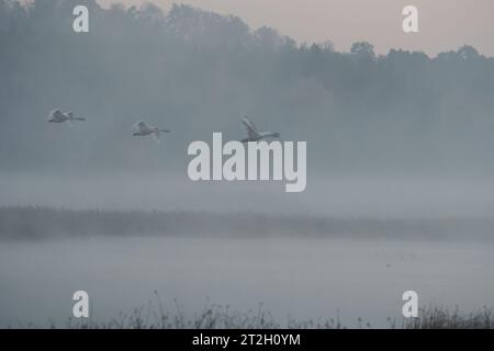 Muet cygnes sur le lac dans brumeux tôt le matin, Ukraine Banque D'Images