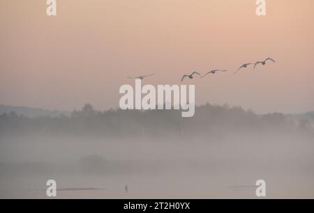 Muet cygnes sur le lac dans brumeux tôt le matin, Ukraine Banque D'Images