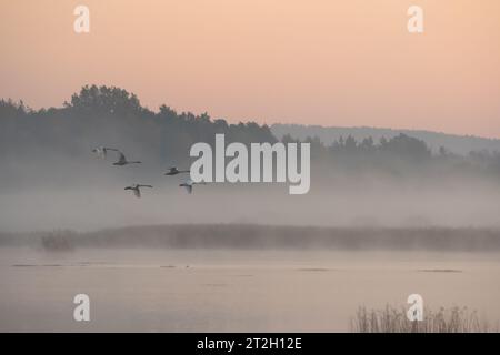 Muet cygnes sur le lac dans brumeux tôt le matin, Ukraine Banque D'Images