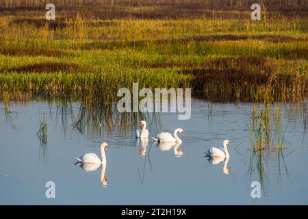 Muet cygnes sur le lac dans brumeux tôt le matin, Ukraine Banque D'Images