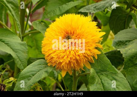 Helianthus annuus, Tall Sungold Sunflower Banque D'Images