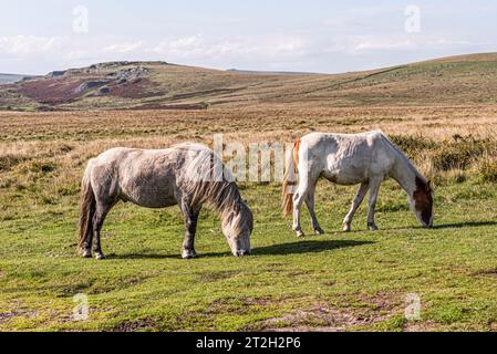 Dartmoor, Devon, Angleterre, Royaume-Uni. 03.09.2023. Poneys sauvages paissant sur Dartmoor dans le sud du Devon, Angleterre, Royaume-Uni Banque D'Images