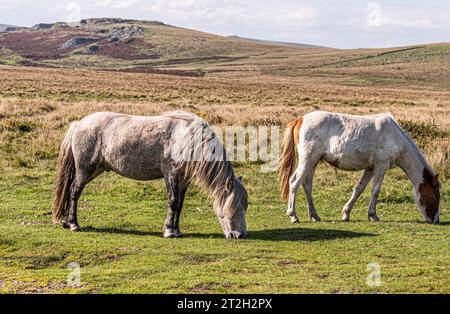 Dartmoor, Devon, Angleterre, Royaume-Uni. 03.09.2023. Poneys sauvages paissant sur Dartmoor dans le sud du Devon, Angleterre, Royaume-Uni Banque D'Images