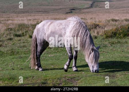 Dartmoor, Devon, Angleterre, Royaume-Uni. 03.09.2023. Poney sauvage broutant à Dartmoor dans le sud du Devon, Angleterre, Royaume-Uni Banque D'Images