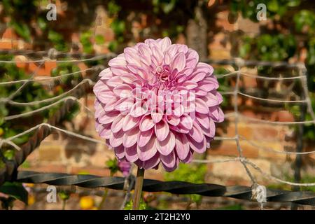 Dahlia Creme de Cassis Banque D'Images