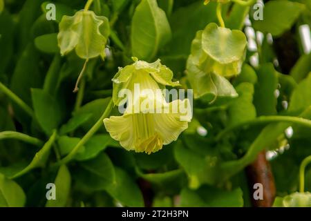 Cobaea scandens Alba, White Cathedral Bells Banque D'Images