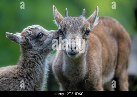 Jeunes bouquetins alpins (Capra Ibex) Banque D'Images