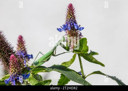 Mangeant une abeille sur une plante Blue Witches Hat (Pycnostachys urticifolia) poussant dans un jardin du sud de la Californie Banque D'Images