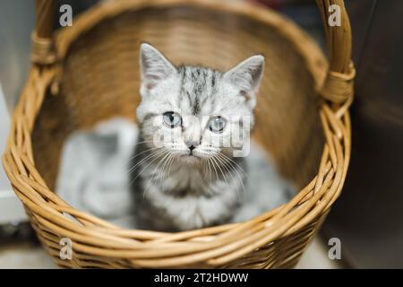 Chaton britannique à tabby argenté shorthair ayant le repos dans le panier en osier. Chat domestique juvénile passant du temps à l'intérieur à la maison. Banque D'Images