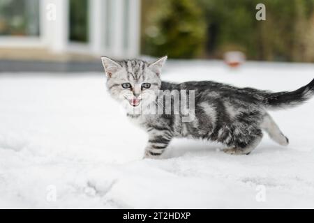 Chaton tabby argenté britannique Shorthair marchant dans une cour arrière le jour de neige d'hiver. Chat domestique juvénile s'amusant à l'extérieur dans un jardin ou une cour arrière Banque D'Images