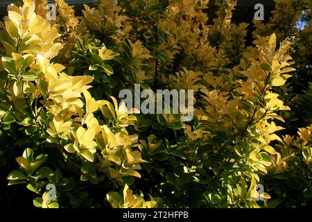 Gros plan des feuilles d'un arbuste Euonymus japonicus (broche japonaise) en automne Banque D'Images